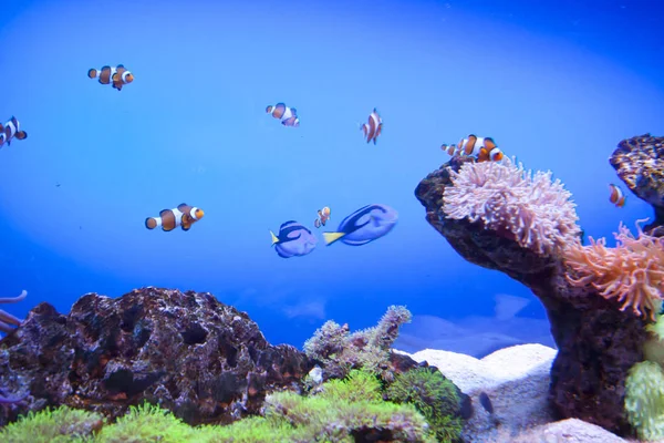 Renkli egzotik tropik balıklar sualtı akvaryum.