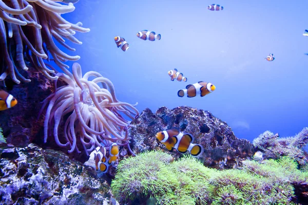 Renkli egzotik tropik balıklar sualtı akvaryum.