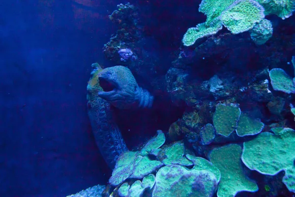 Färgglada exotiska tropiska fiskar under vattnet i akvariet. — Stockfoto