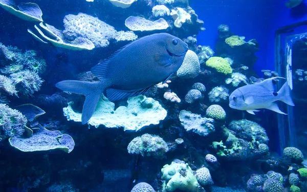 Färgglada exotiska tropiska fiskar under vattnet i akvariet. — Stockfoto
