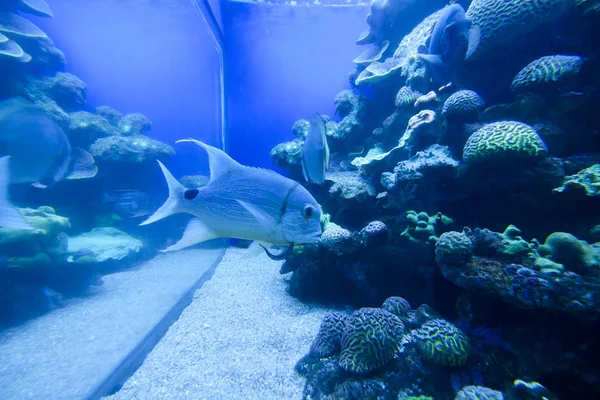 Kleurrijke exotische tropische vissen onderwater in het aquarium. — Stockfoto