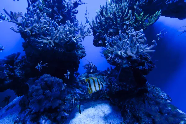 Színes egzotikus trópusi halak víz alatti akváriumban. — Stock Fotó