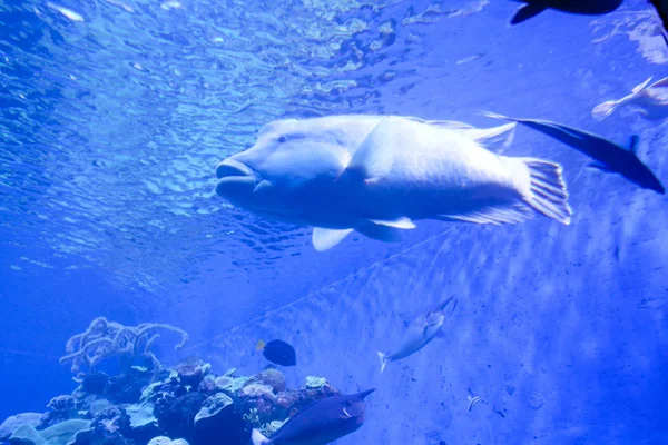 カラフルなエキゾチックな熱帯魚水中水族館で. — ストック写真