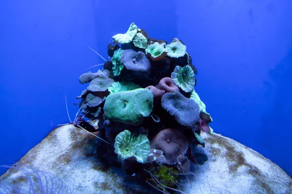 Poissons tropicaux exotiques colorés sous-marins dans l'aquarium . — Photo