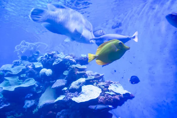 カラフルなエキゾチックな熱帯魚水中水族館で. — ストック写真