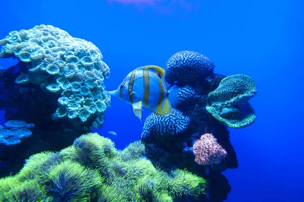 Barevné exotické tropické ryby pod vodou v akváriu. — Stock fotografie