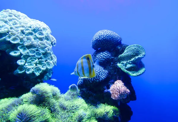 Színes egzotikus trópusi halak víz alatti akváriumban. — Stock Fotó