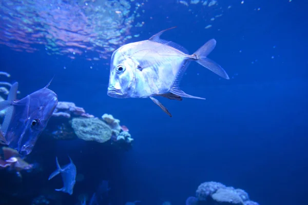 カラフルなエキゾチックな熱帯魚水中水族館で. — ストック写真