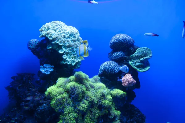 Peixes tropicais exóticos coloridos subaquáticos em aquário . — Fotografia de Stock