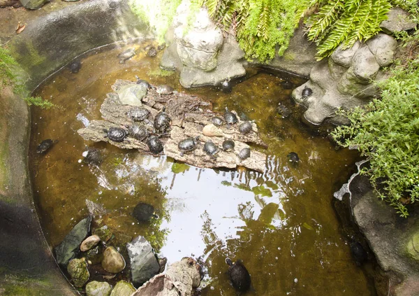 Viele Schildkröten im Wasser und an Land. — Stockfoto