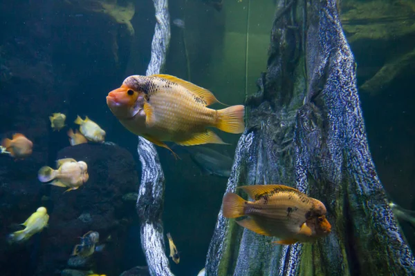 Peixes tropicais exóticos coloridos subaquáticos em aquário . — Fotografia de Stock