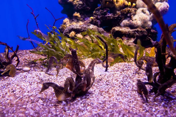 Många vackra havet hästar under vattnet i akvariet. — Stockfoto