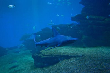 Renkli egzotik tropik balıklar ve köpekbalıkları sualtı akvaryum.