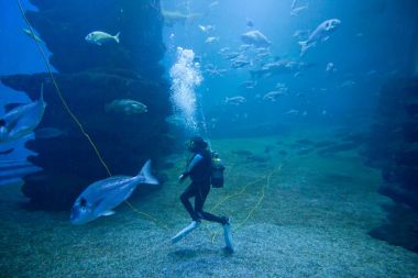 Renkli egzotik tropik balıklar ve sualtı akvaryumdaki köpekbalıkları ile dalgıç.