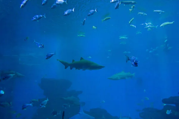 Coloridos peces tropicales exóticos y tiburones bajo el agua en el acuario . — Foto de Stock