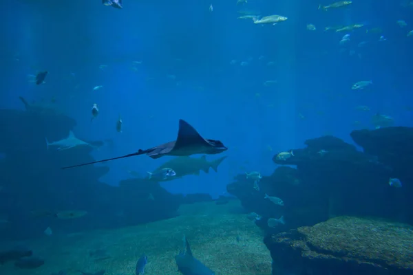 カラフルなエキゾチックな熱帯の魚や水族館でサメを水中. — ストック写真