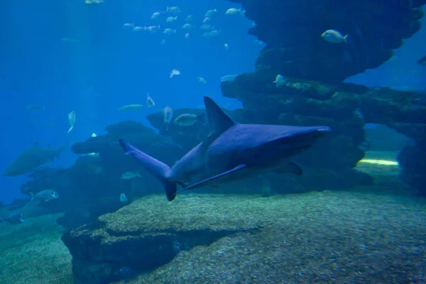 カラフルなエキゾチックな熱帯の魚や水族館でサメを水中. — ストック写真
