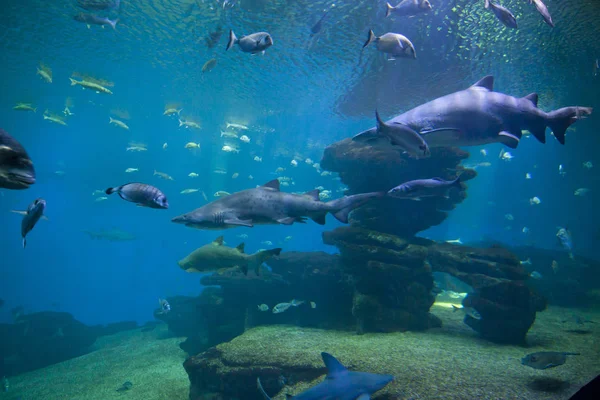 カラフルなエキゾチックな熱帯の魚や水族館でサメを水中. — ストック写真