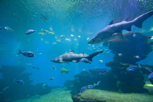 カラフルなエキゾチックな熱帯の魚や水族館でサメを水中. — ストック写真
