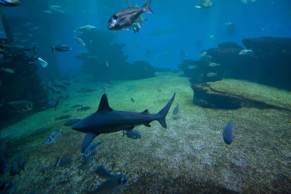 カラフルなエキゾチックな熱帯の魚や水族館でサメを水中. — ストック写真