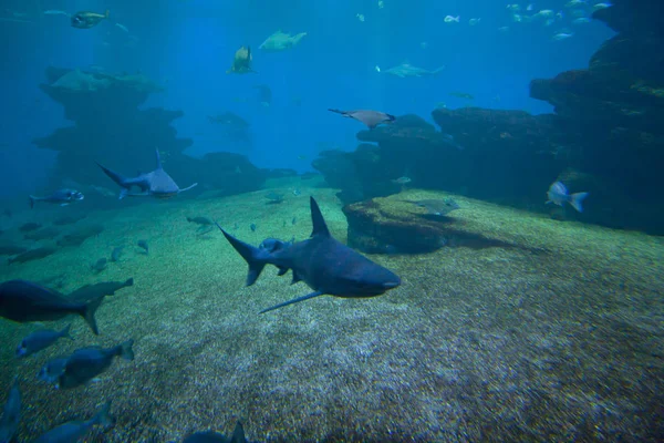 カラフルなエキゾチックな熱帯の魚や水族館でサメを水中. — ストック写真