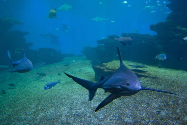 カラフルなエキゾチックな熱帯の魚や水族館でサメを水中. — ストック写真