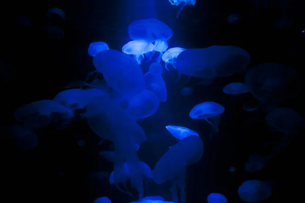 Güzel mavi jellyfishes siyah arka plan üzerine. — Stok fotoğraf