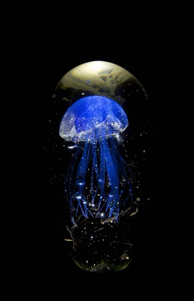 Krásné modré medúzy na černém pozadí. — Stock fotografie