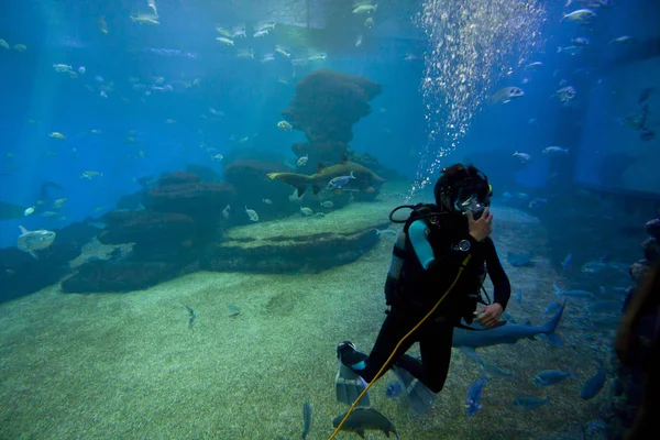 Diver with colorful exotic tropical fishes and sharks underwater in aquarium. — Stock Photo, Image