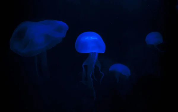 Piękny niebieski jellyfishes na czarnym tle. — Zdjęcie stockowe