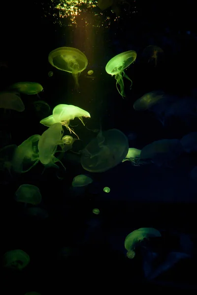 Красивые зеленые медузы на черном фоне . — стоковое фото