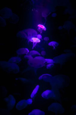 Güzel mavi jellyfishes siyah arka plan üzerine.