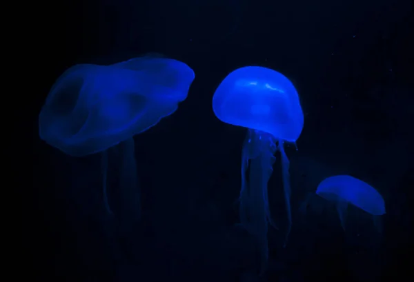 Krásné modré jellyfishes na černém pozadí. — Stock fotografie
