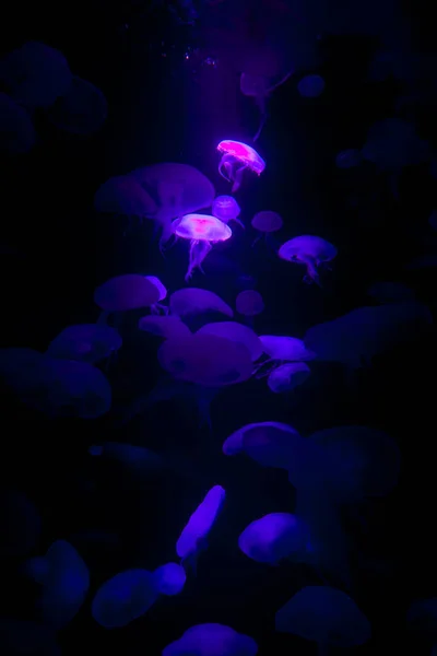 Belle meduse blu su sfondo nero . — Foto Stock