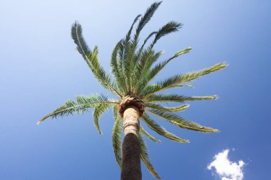 Mavi gökyüzü arka planında yeşil palmiye ağacı.