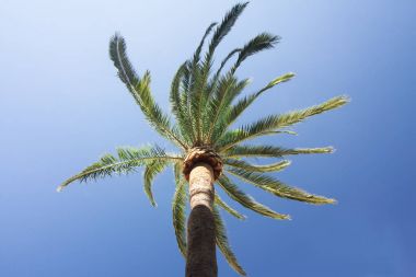Mavi gökyüzü arka planında yeşil palmiye ağacı.