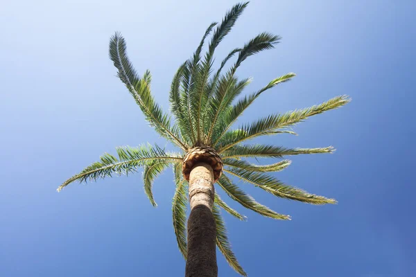Mavi gökyüzü arka planında yeşil palmiye ağacı.
