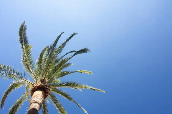 Grüne Palme auf blauem Himmel Hintergrund. — Stockfoto