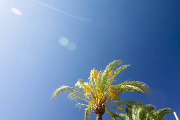 Grüne Palme auf blauem Himmel Hintergrund. — Stockfoto