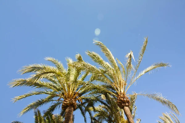 Green palm tree on blue sky background.