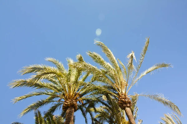 Grüne Palme auf blauem Himmel Hintergrund. — Stockfoto