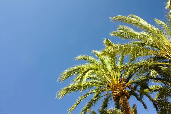 Grüne Palme auf blauem Himmel Hintergrund. — Stockfoto