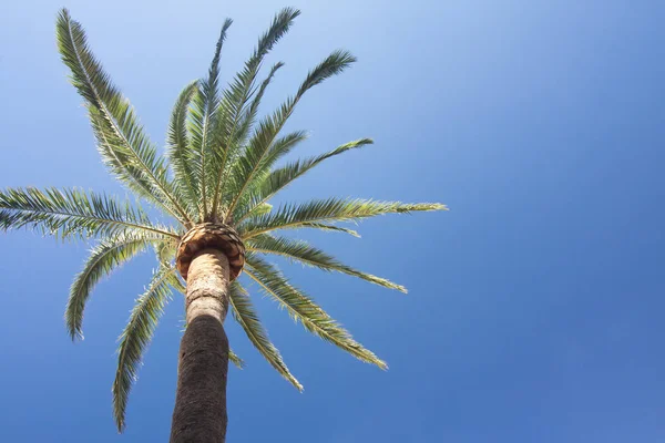 Grüne Palme auf blauem Himmel Hintergrund. — Stockfoto