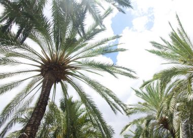 Mavi gökyüzü arka planında hindistan cevizi palmiyesi ağacı.