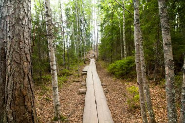 Ahşap yolda Milli Parkı Repovesi, Finlandiya, Güney Karelya.
