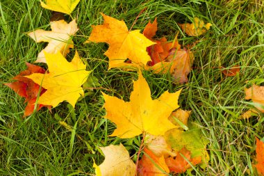 Güzel sonbahar park ile sarı akçaağaç yaprakları.