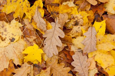 Güzel sonbahar park ile sarı akçaağaç yaprakları.