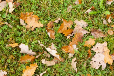Sonbaharda sarı ve kahverengi yapraklar yeşil çimenlerin üzerinde.