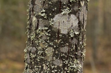 Yosunlu ağaç gövdesi ile bulanık orman arka plan.