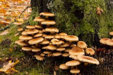 Büyük grup og mantar büyür ağaç popo üzerinde.